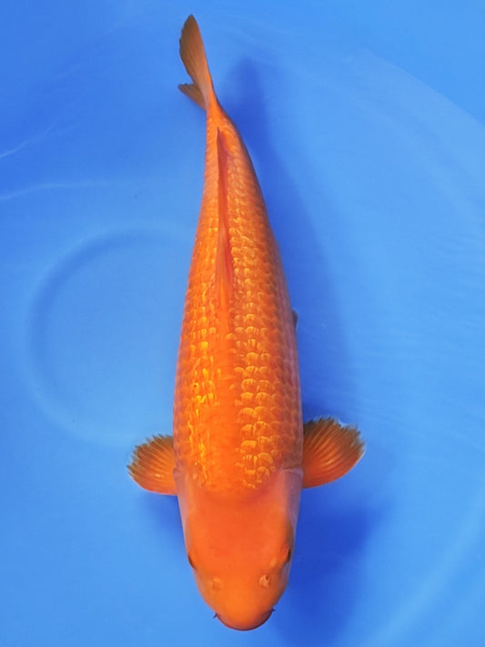 Koi fish for sale — 55 cm Ogata Ginrin Benigoi at ChampKoi