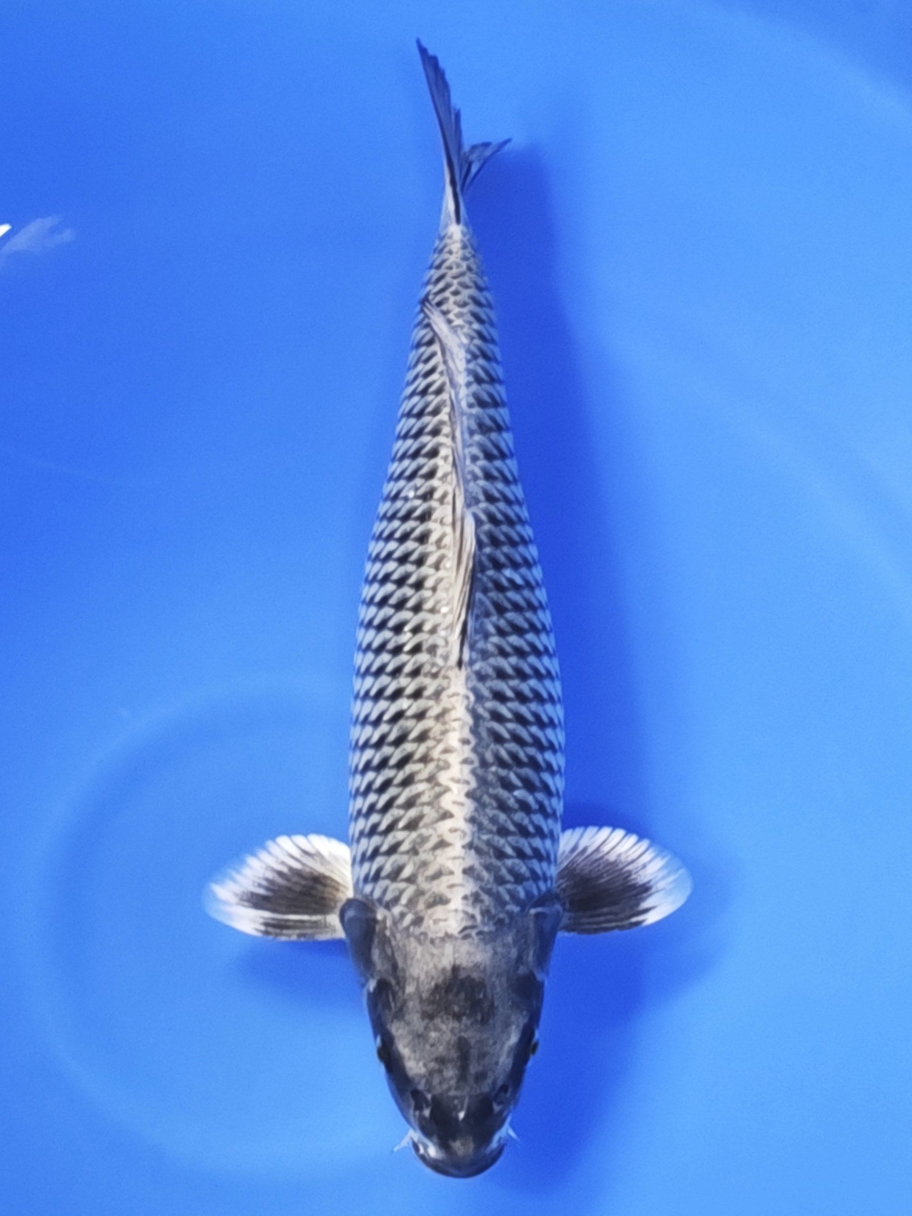 Koi fish for sale — 52 cm Ogata Mukashi Ogon at ChampKoi