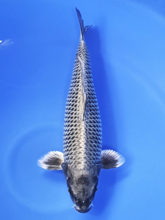 Koi fish for sale — 52 cm Ogata Mukashi Ogon at ChampKoi