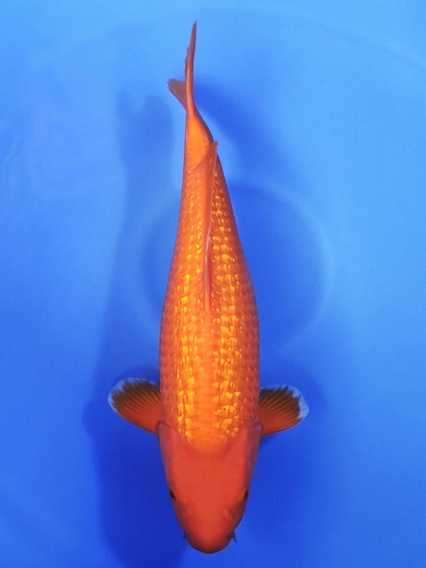 Koi fish for sale — 55 cm Ogata Ginrin Benigoi at ChampKoi