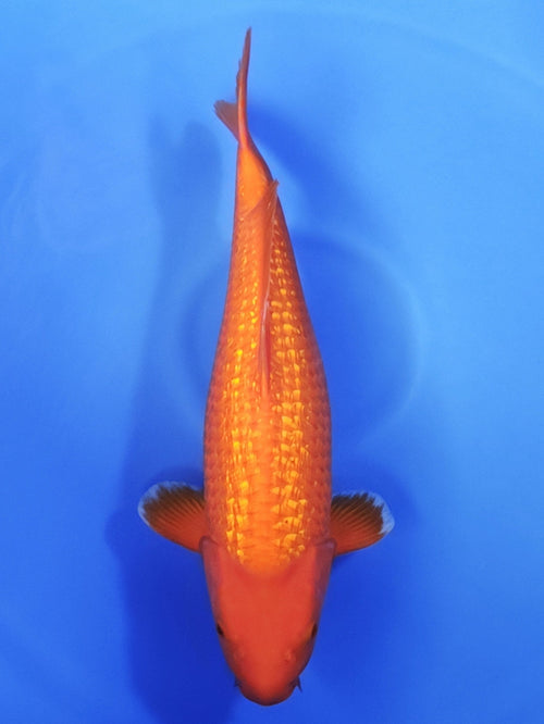 Koi fish for sale — 55 cm Ogata Ginrin Benigoi at ChampKoi - image 4