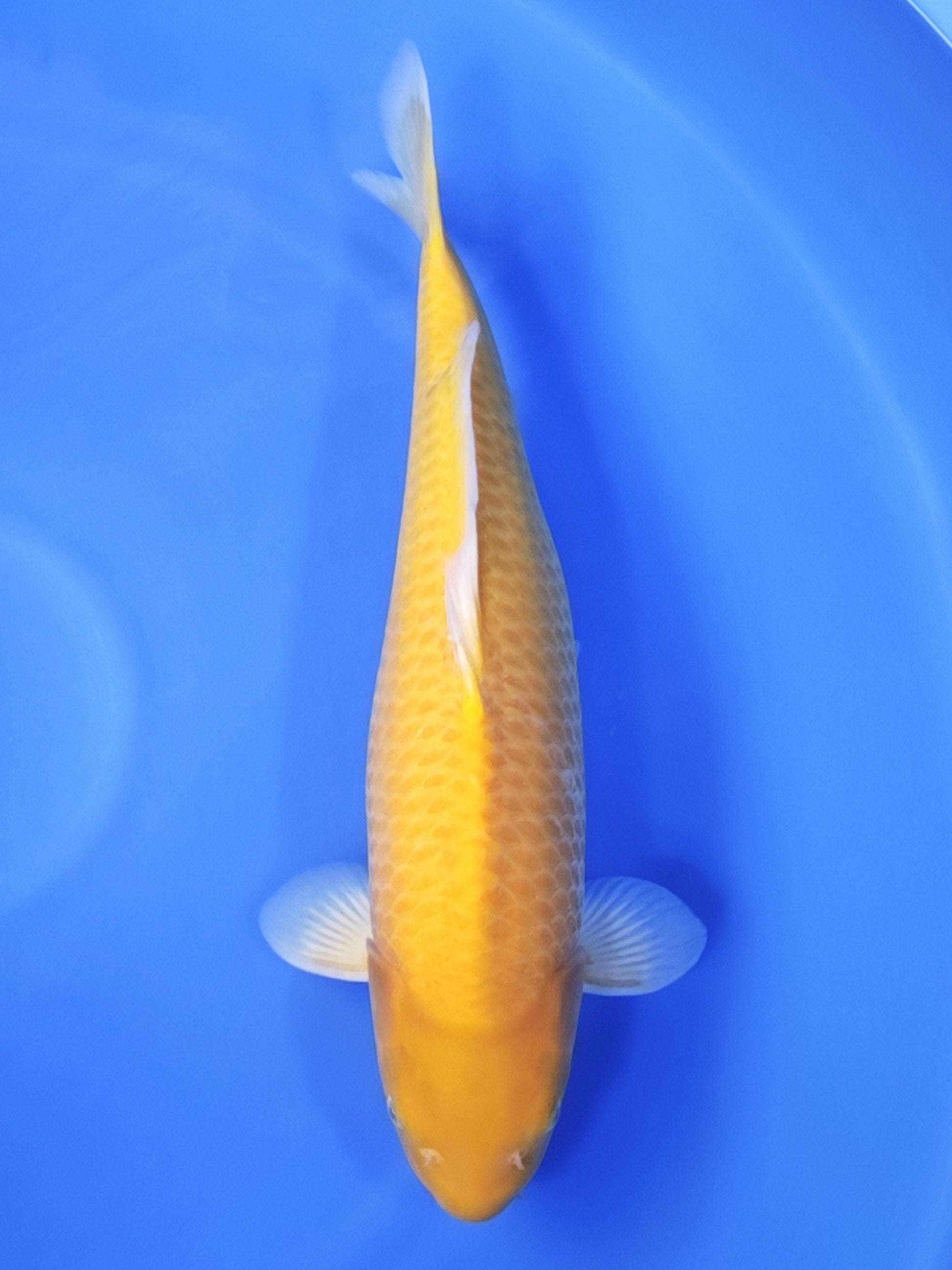 Koi fish for sale — 56 cm Ogata Karashigoi at ChampKoi