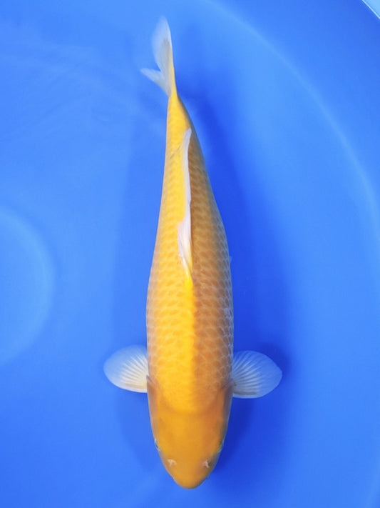 Koi fish for sale — 56 cm Ogata Karashigoi at ChampKoi