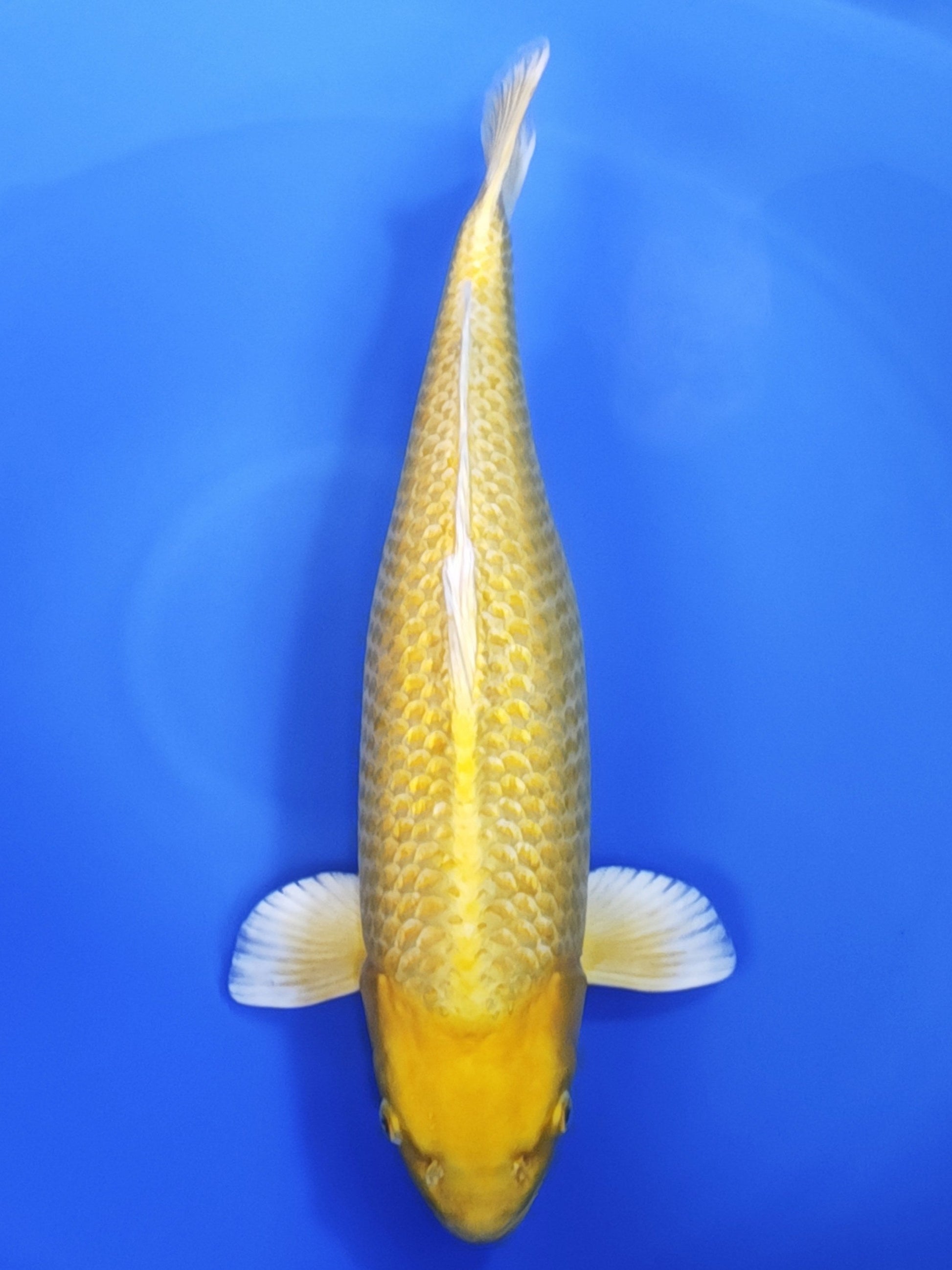Koi fish for sale — 60 cm Ogata Yamabuki Ogon at ChampKoi