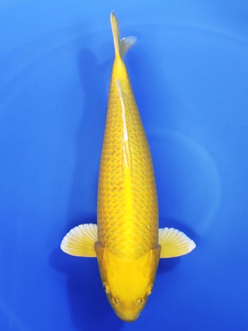 26F-030 Yamabuki Ogon