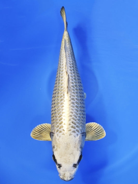 Koi fish for sale — 62 cm Ogata Mukashi Ogon at ChampKoi