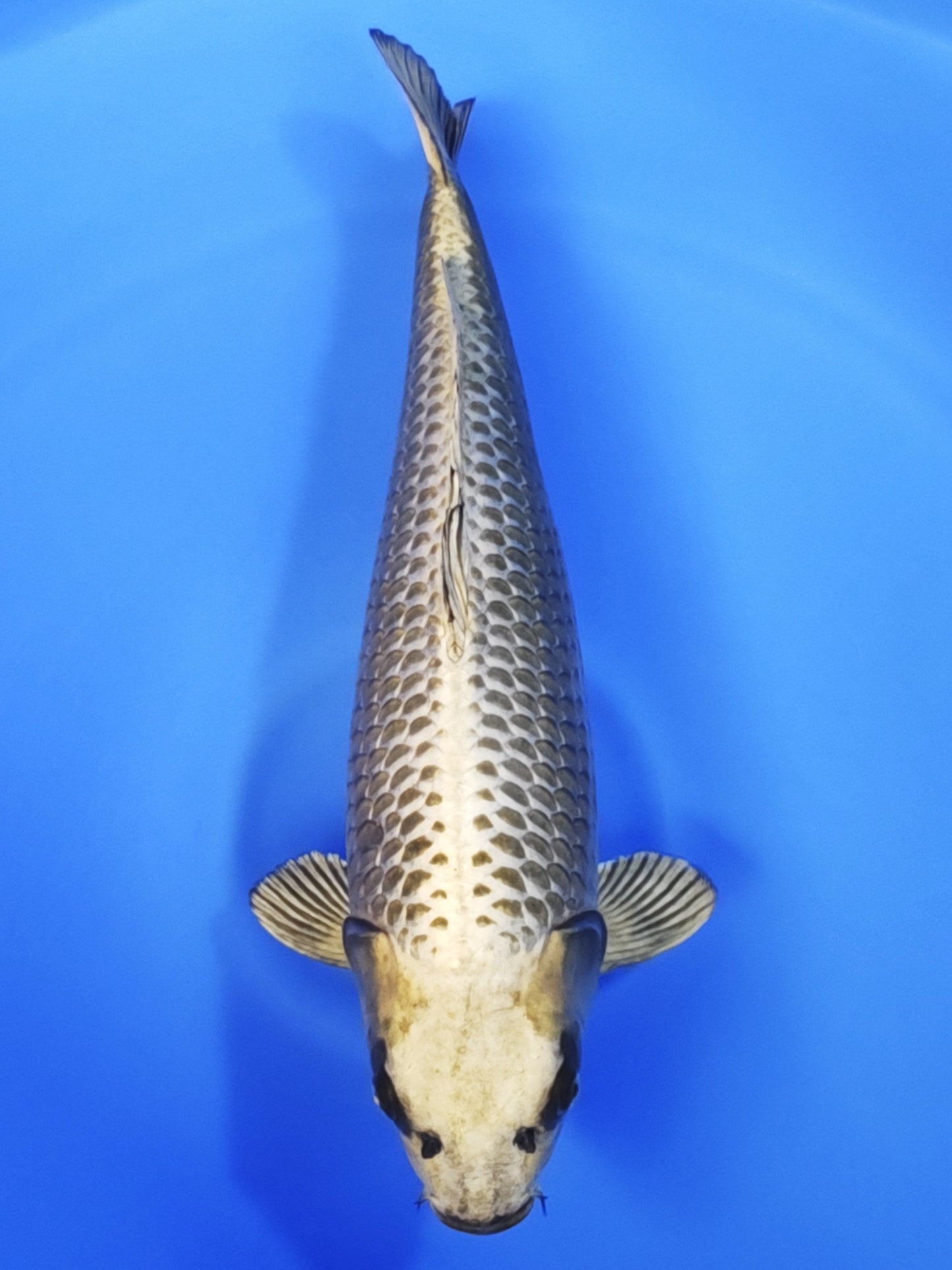 Koi fish for sale — 62 cm Ogata Mukashi Ogon at ChampKoi