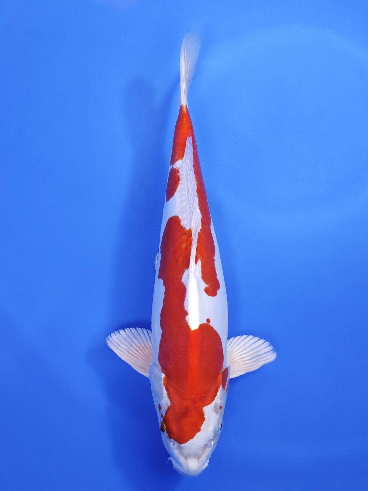 Koi fish for sale — 42 cm Marusaka Kikusui at ChampKoi