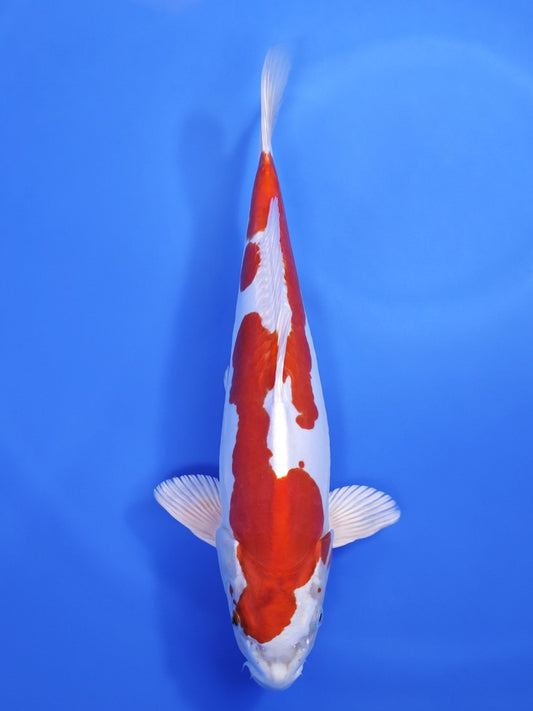 Koi fish for sale — 42 cm Marusaka Kikusui at ChampKoi