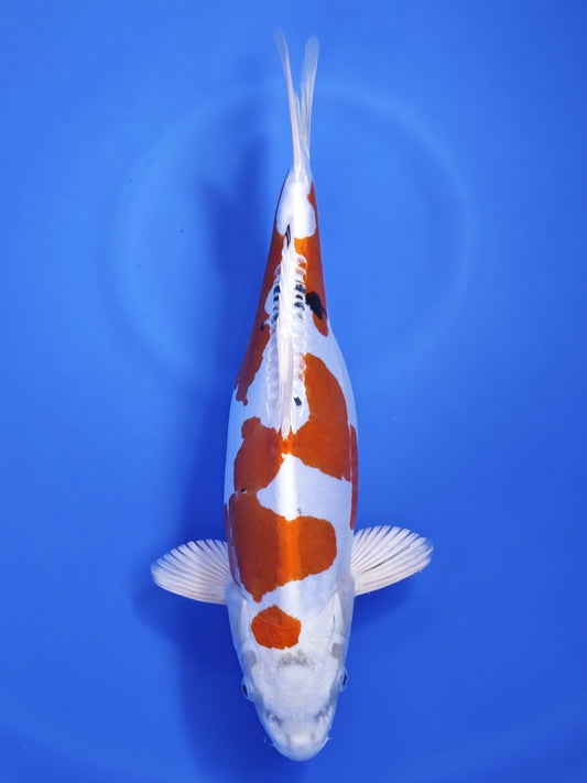 Koi fish for sale — 41 cm Marusaka Doitsu Yamato Nishiki at ChampKoi