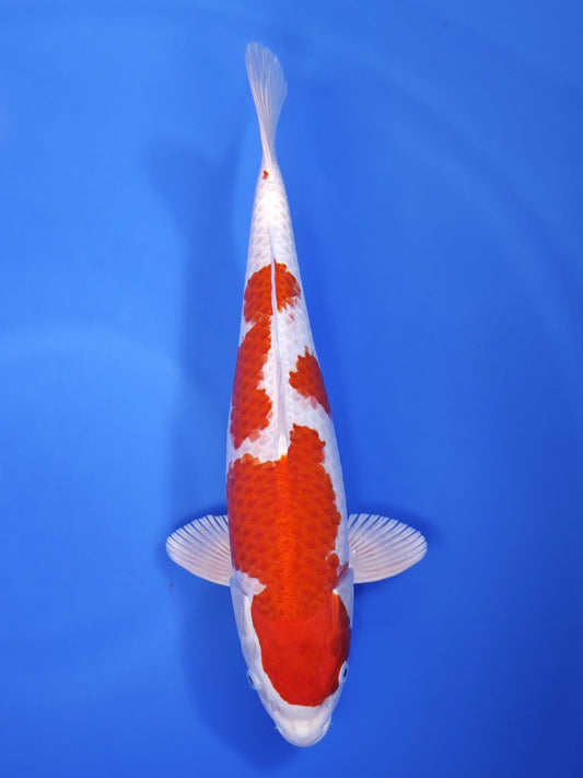 Koi fish for sale — 40 cm Marusaka Hariwake at ChampKoi