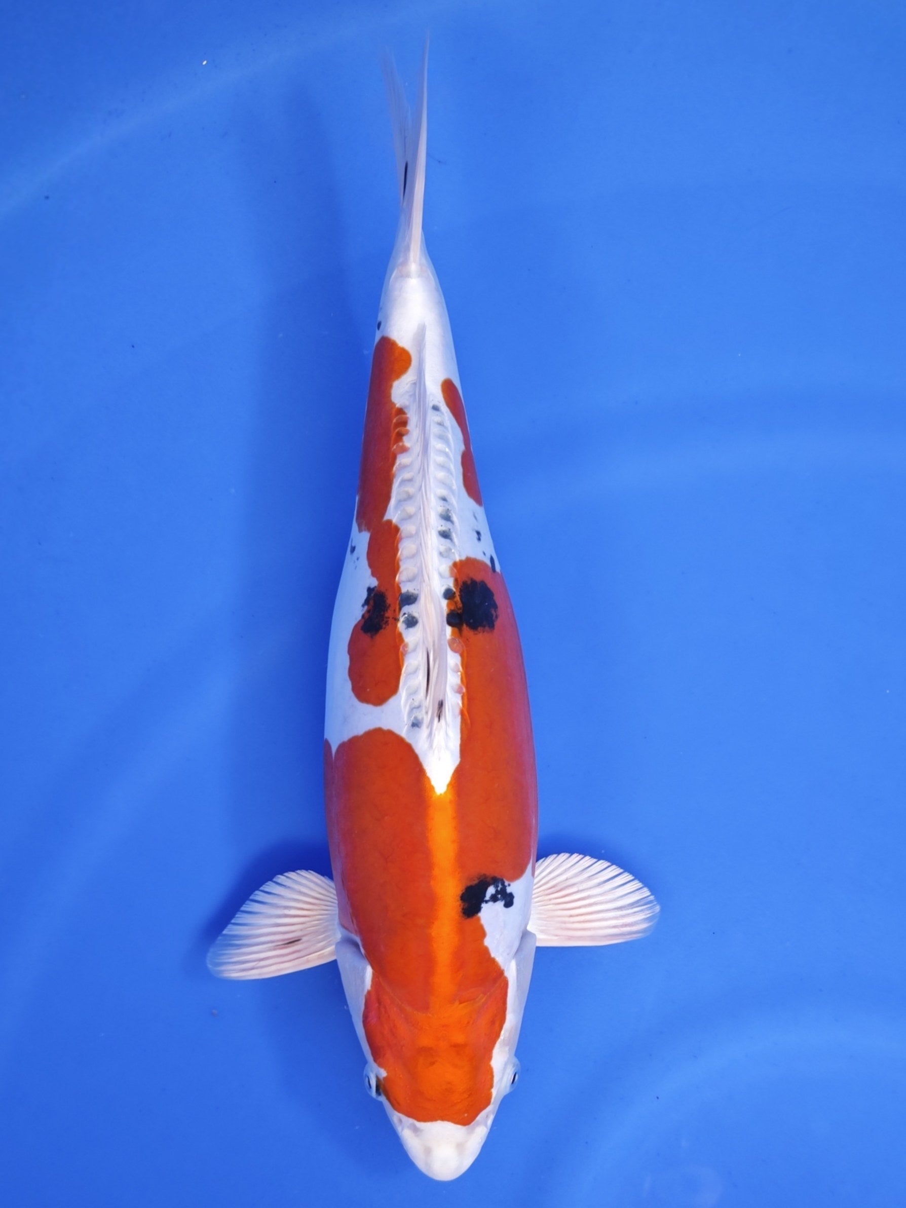 Koi fish for sale — 41 cm Marusaka Doitsu Yamato Nishiki at ChampKoi