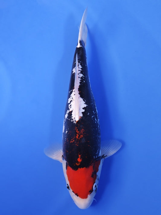 Koi fish for sale — 42 cm Marusaka Beni Kumonryu at ChampKoi