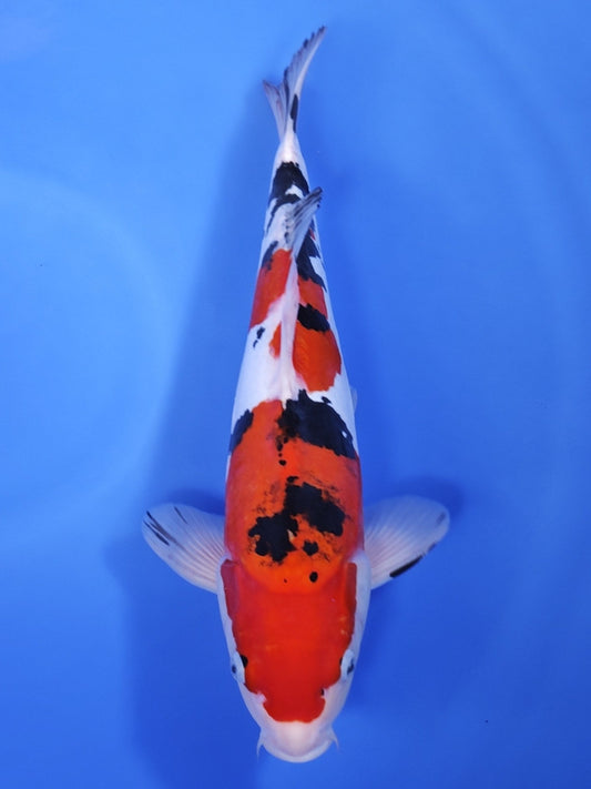 Koi fish for sale — 40 cm Marusaka Doitsu Sanke at ChampKoi