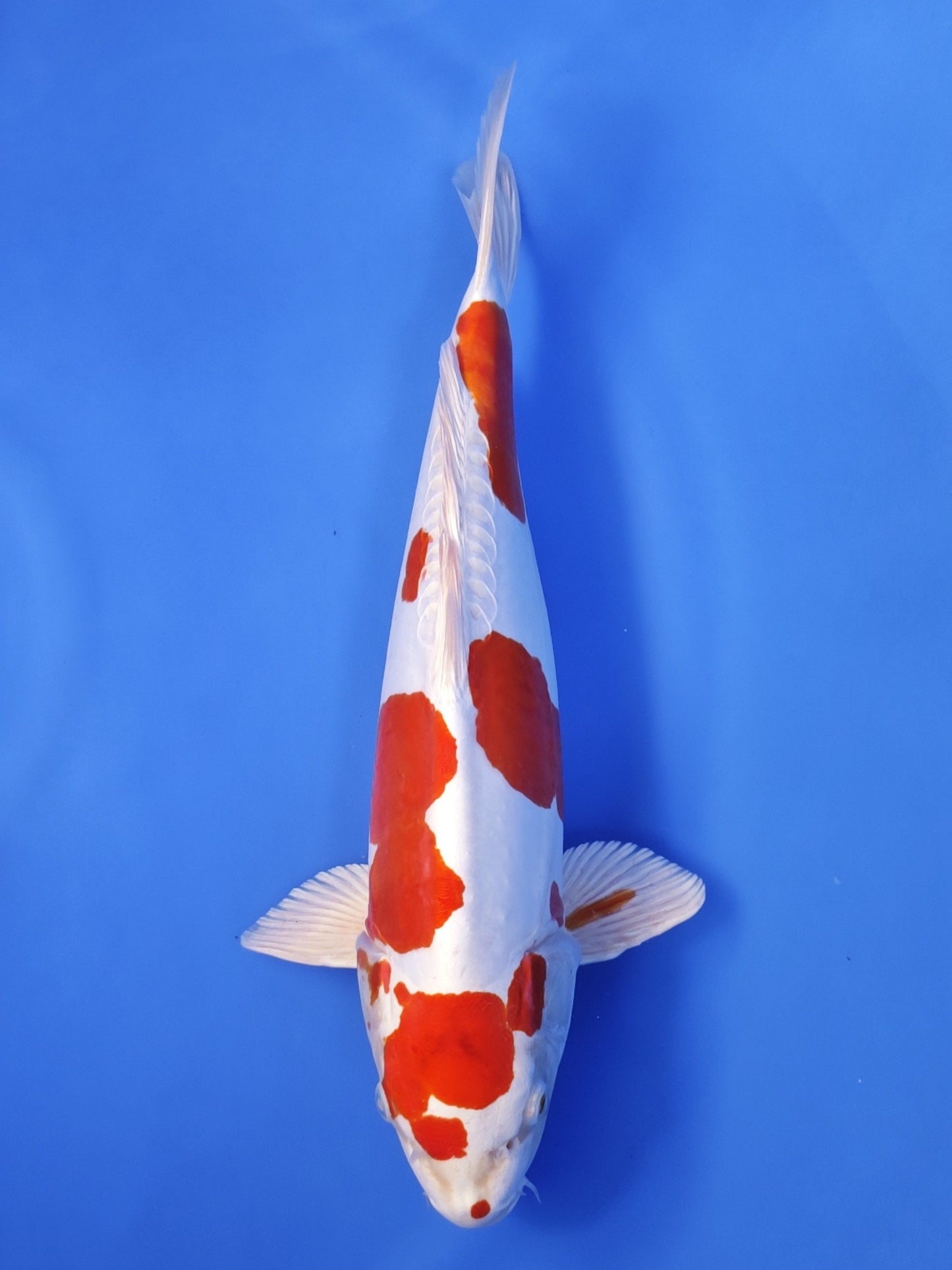 Koi fish for sale — 41 cm Marusaka Kikusui at ChampKoi