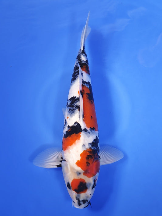 Koi fish for sale — 45 cm Ogata Showa at ChampKoi
