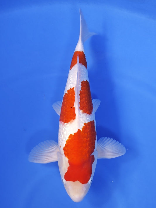 Koi fish for sale — 45 cm Ogata Ginrin Kohaku at ChampKoi