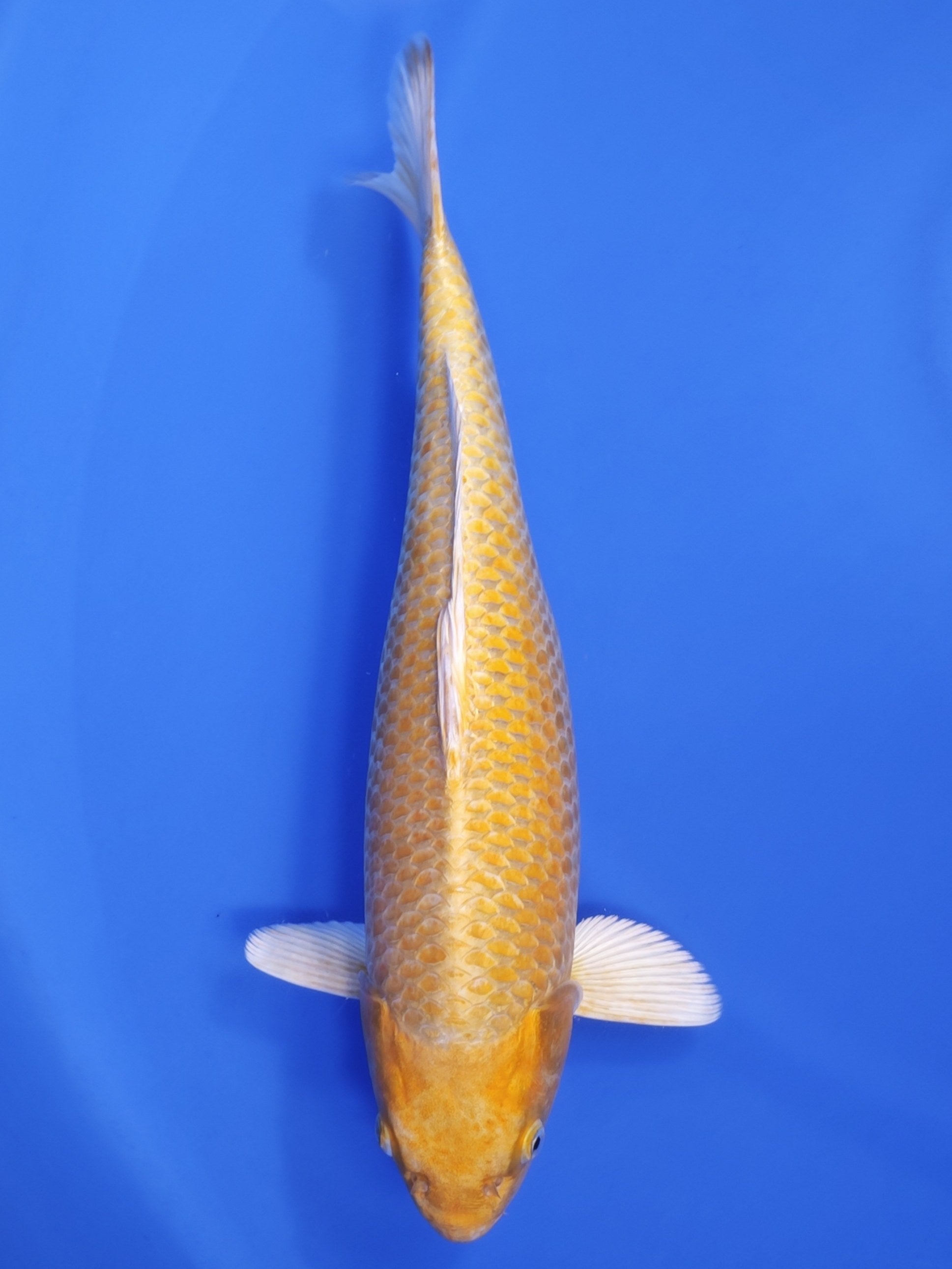 26G-011: 46cm Ogata Yamabuki Ogon | ChampKoi - Champion Nishikigoi
