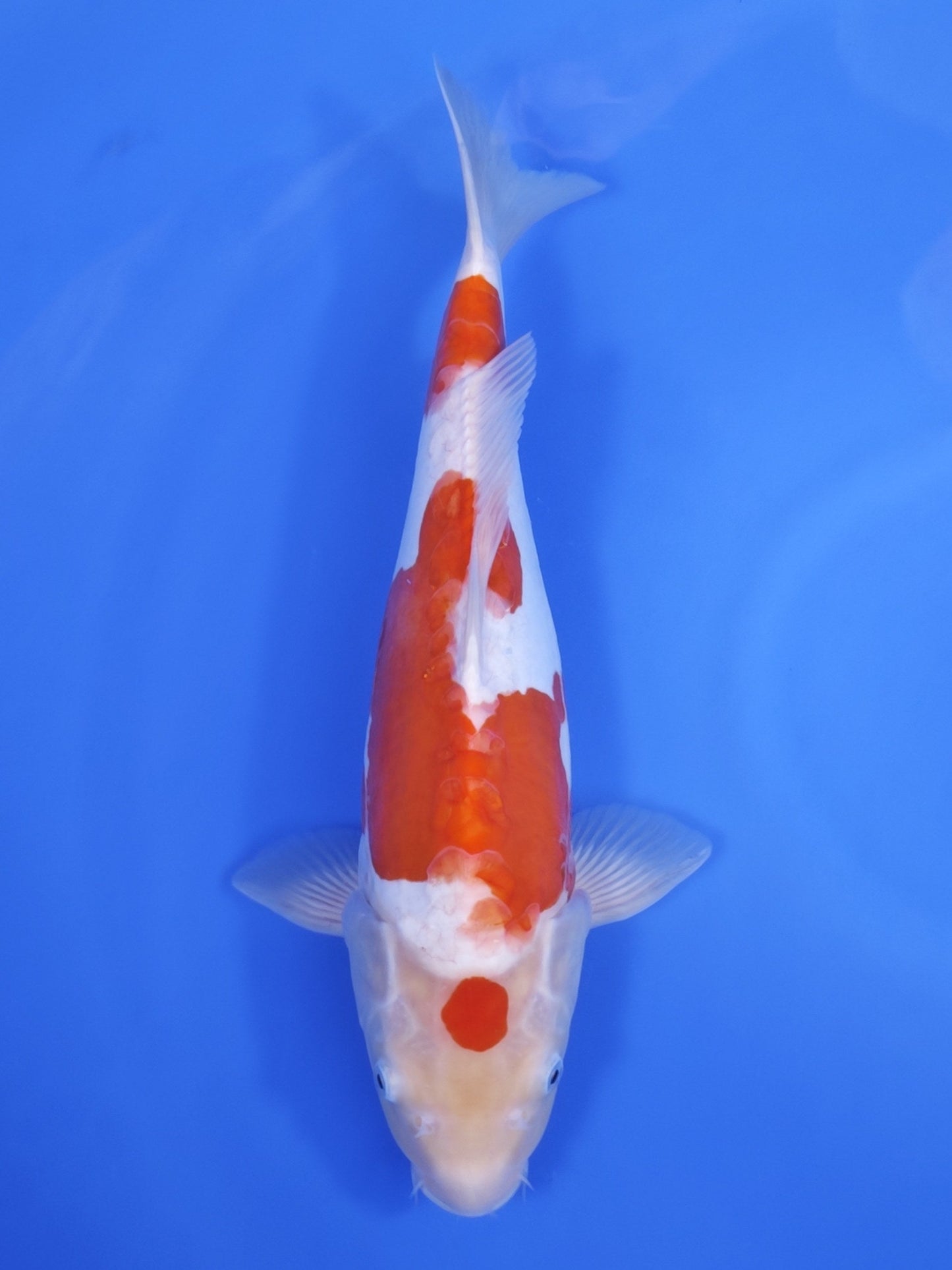 Koi fish for sale — 43 cm Ogata Doitsu Kohaku at ChampKoi