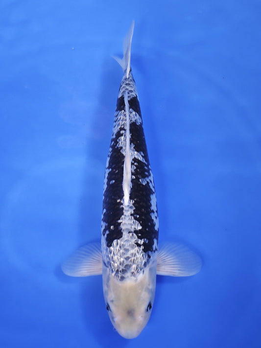 Koi fish for sale — 52 cm Marusho Ginrin Matsukawabake at ChampKoi
