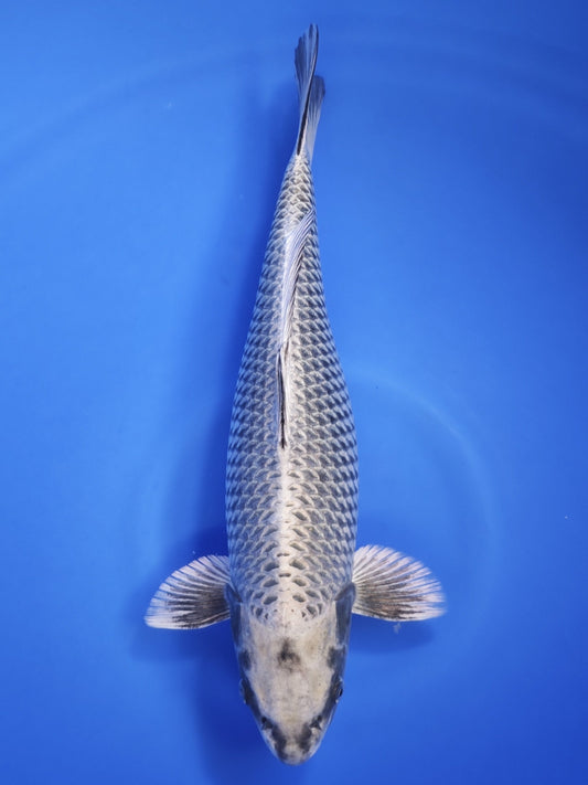 Koi fish for sale — 52 cm Ogata Ginga at ChampKoi