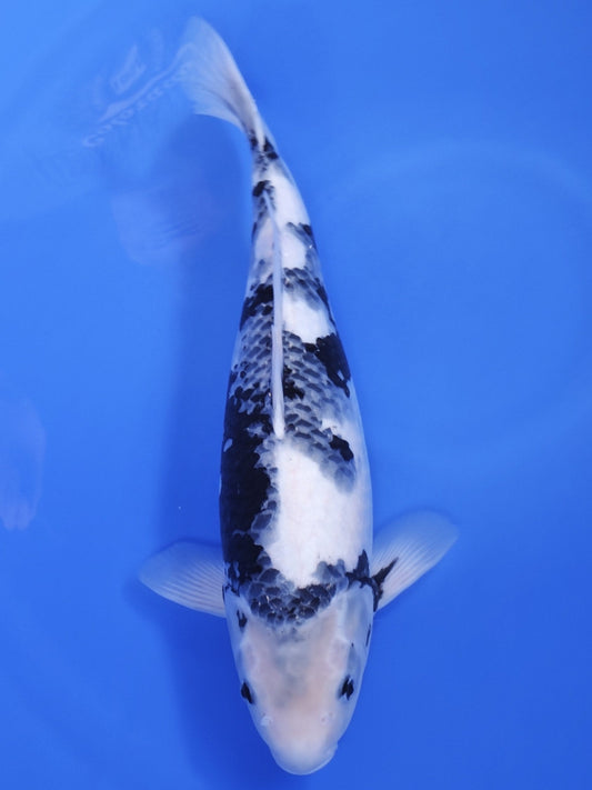Koi fish for sale — 47 cm Ogata Shiro Utsuri at ChampKoi