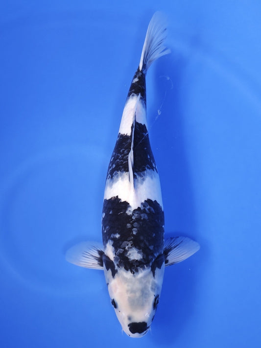 Koi fish for sale — 46 cm Ogata Shiro Utsuri at ChampKoi