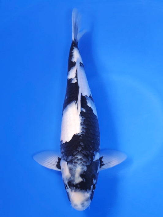 Koi fish for sale — 44 cm Ogata Shiro Utsuri at ChampKoi