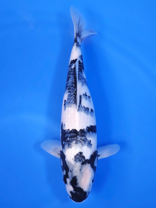 Koi fish for sale — 43 cm Ogata Shiro Utsuri at ChampKoi