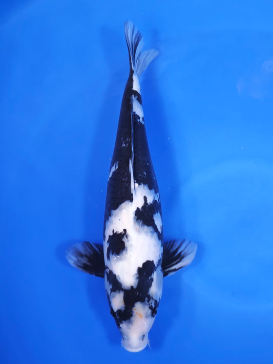 Koi fish for sale — 47 cm Ogata Shiro Utsuri at ChampKoi