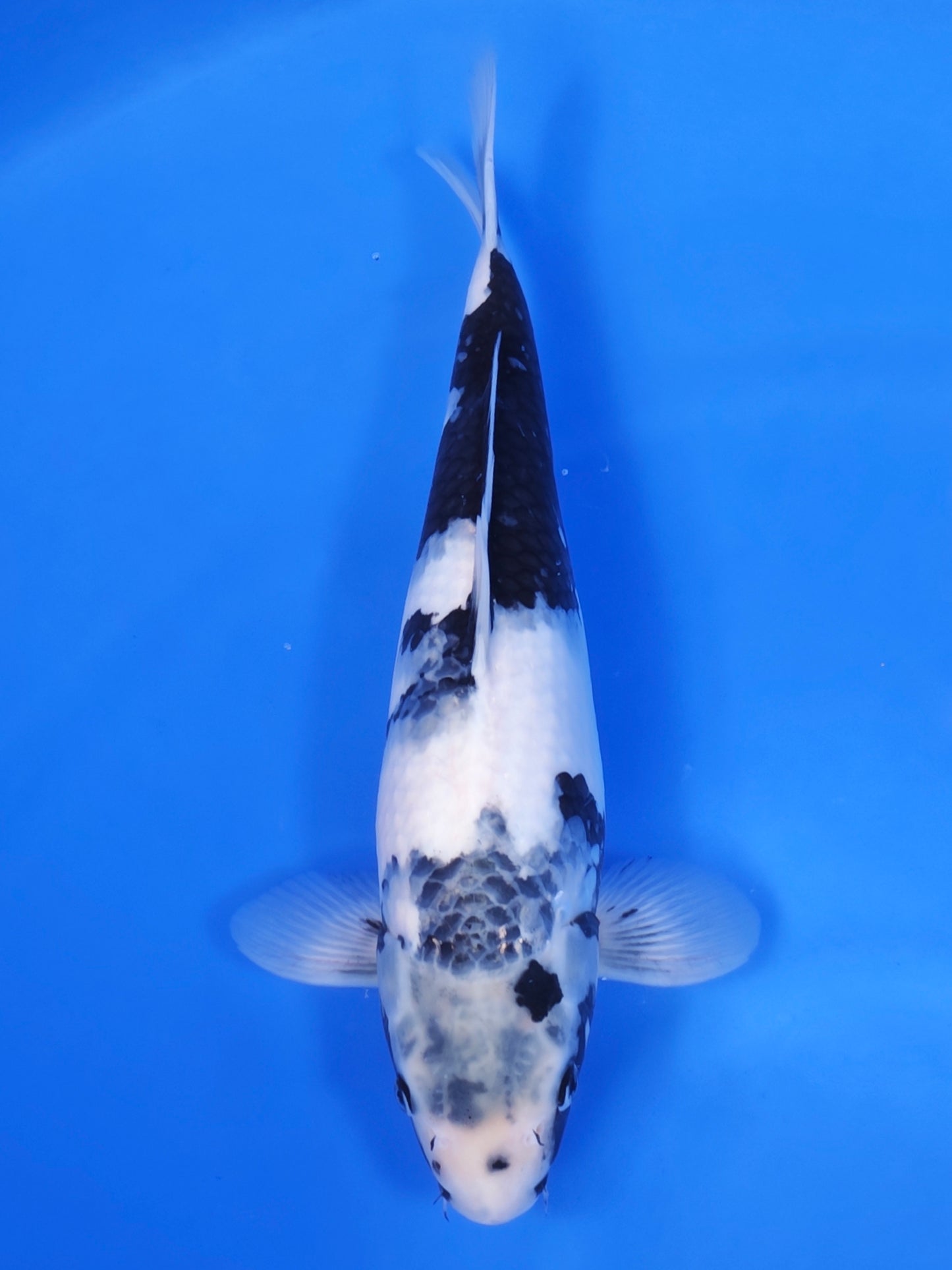 Koi fish for sale — 41 cm Ogata Shiro Utsuri at ChampKoi