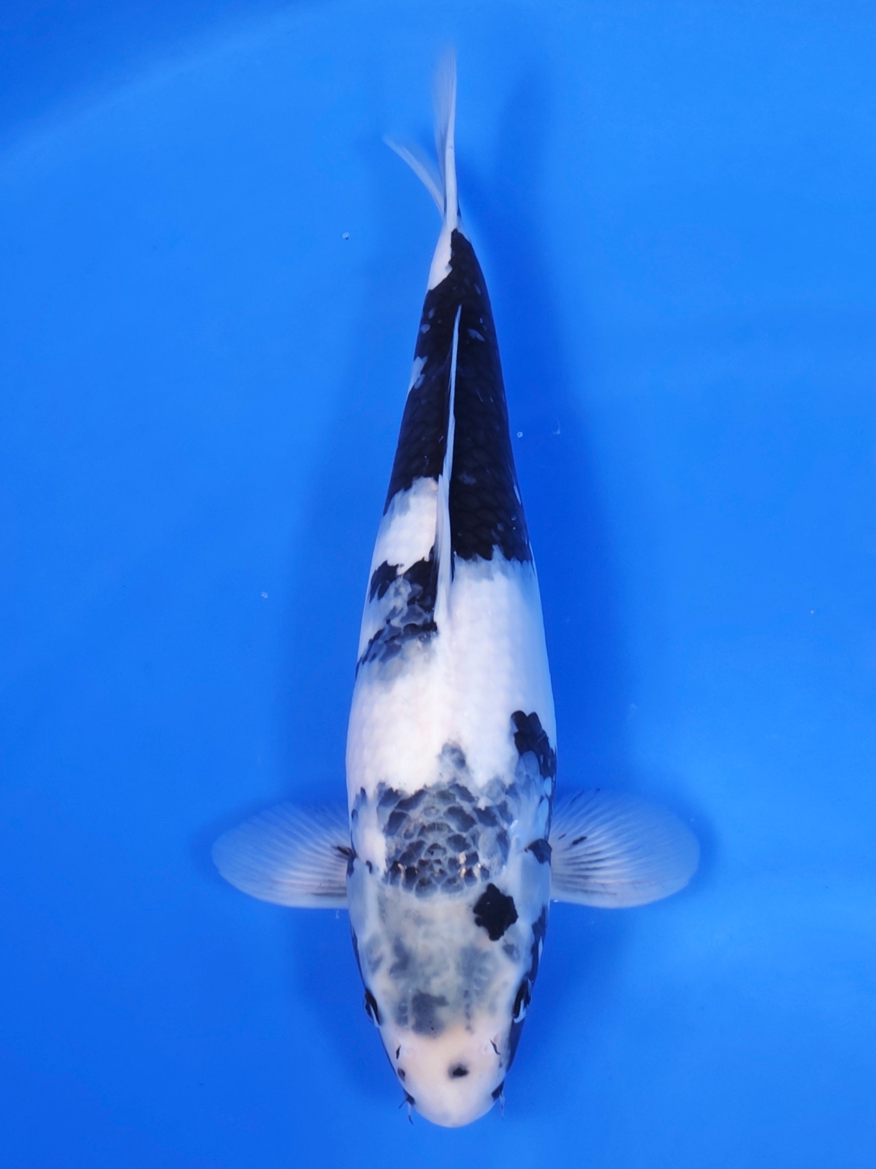 Koi fish for sale — 41 cm Ogata Shiro Utsuri at ChampKoi
