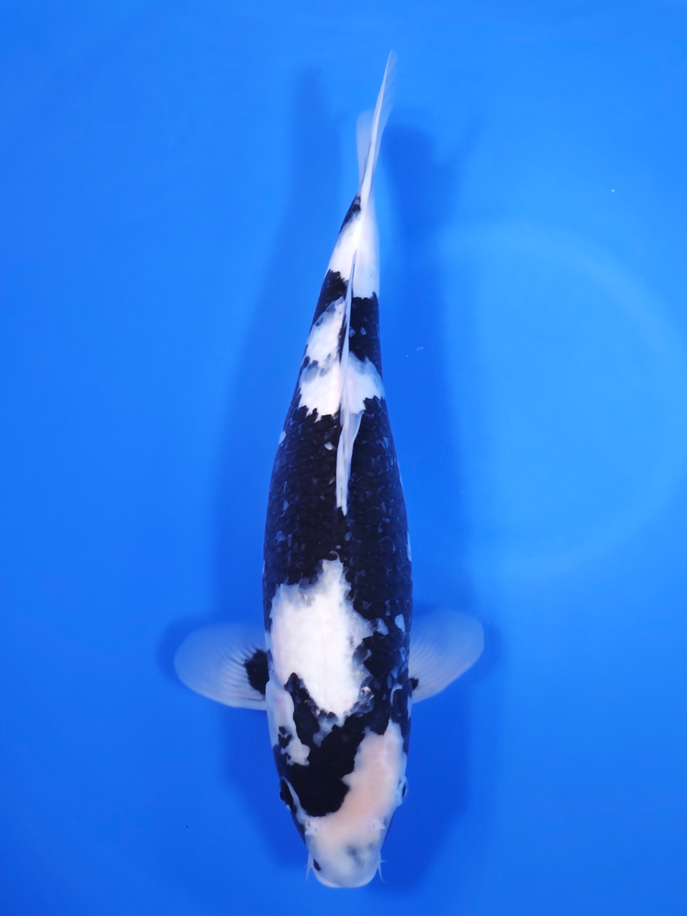 26G-021 Shiro Utsuri - Champion Nishikigoi