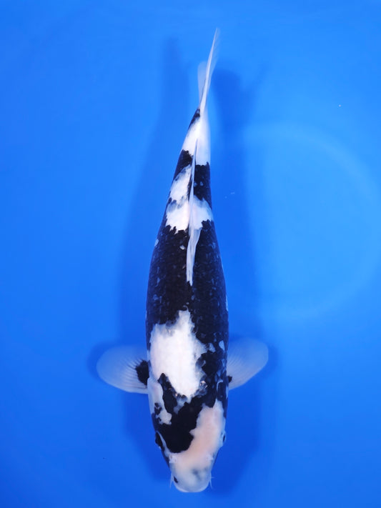 Koi fish for sale — 45 cm Ogata Shiro Utsuri at ChampKoi