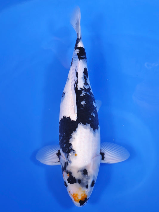 Koi fish for sale — 47 cm Ogata Shiro Utsuri at ChampKoi