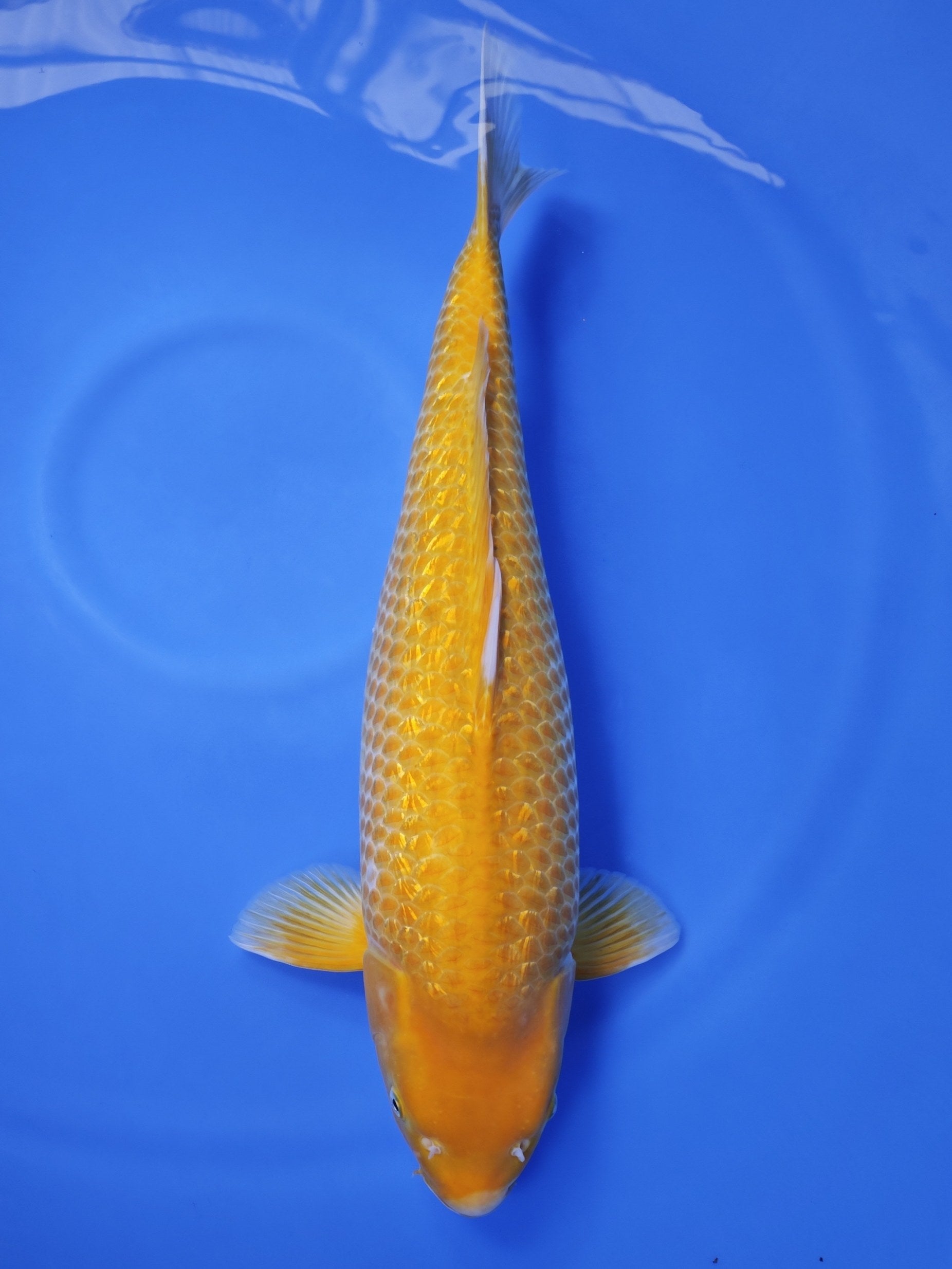 Koi fish for sale — 58 cm Taniguchi Golden Corn at ChampKoi