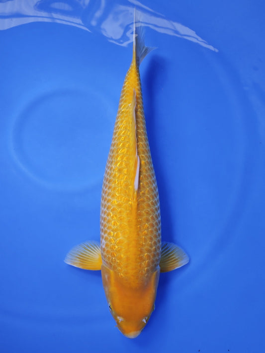 Koi fish for sale — 58 cm Taniguchi Golden Corn at ChampKoi
