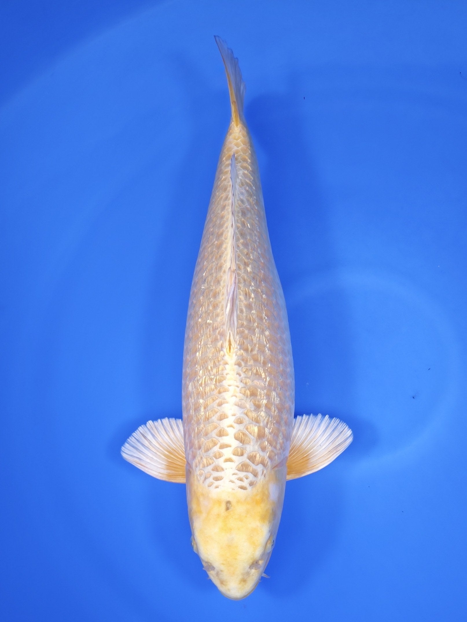 Koi fish for sale — 59 cm Taniguchi Ginrin Mukashi Ogon at ChampKoi