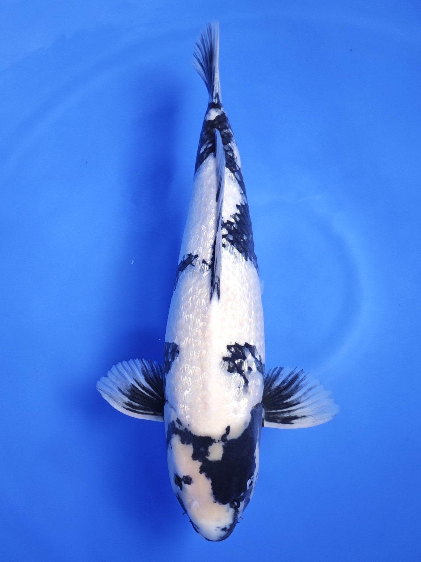 Koi fish for sale — 51 cm Ogata Ginrin Shiro Utsuri at ChampKoi