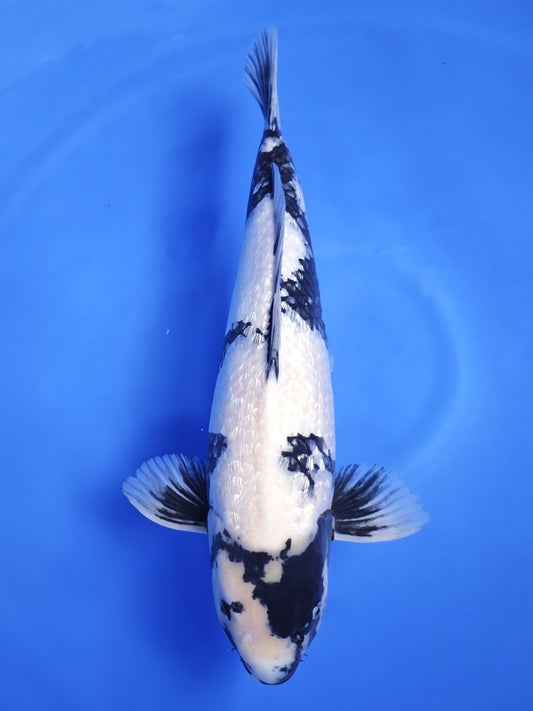Koi fish for sale — 51 cm Ogata Ginrin Shiro Utsuri at ChampKoi
