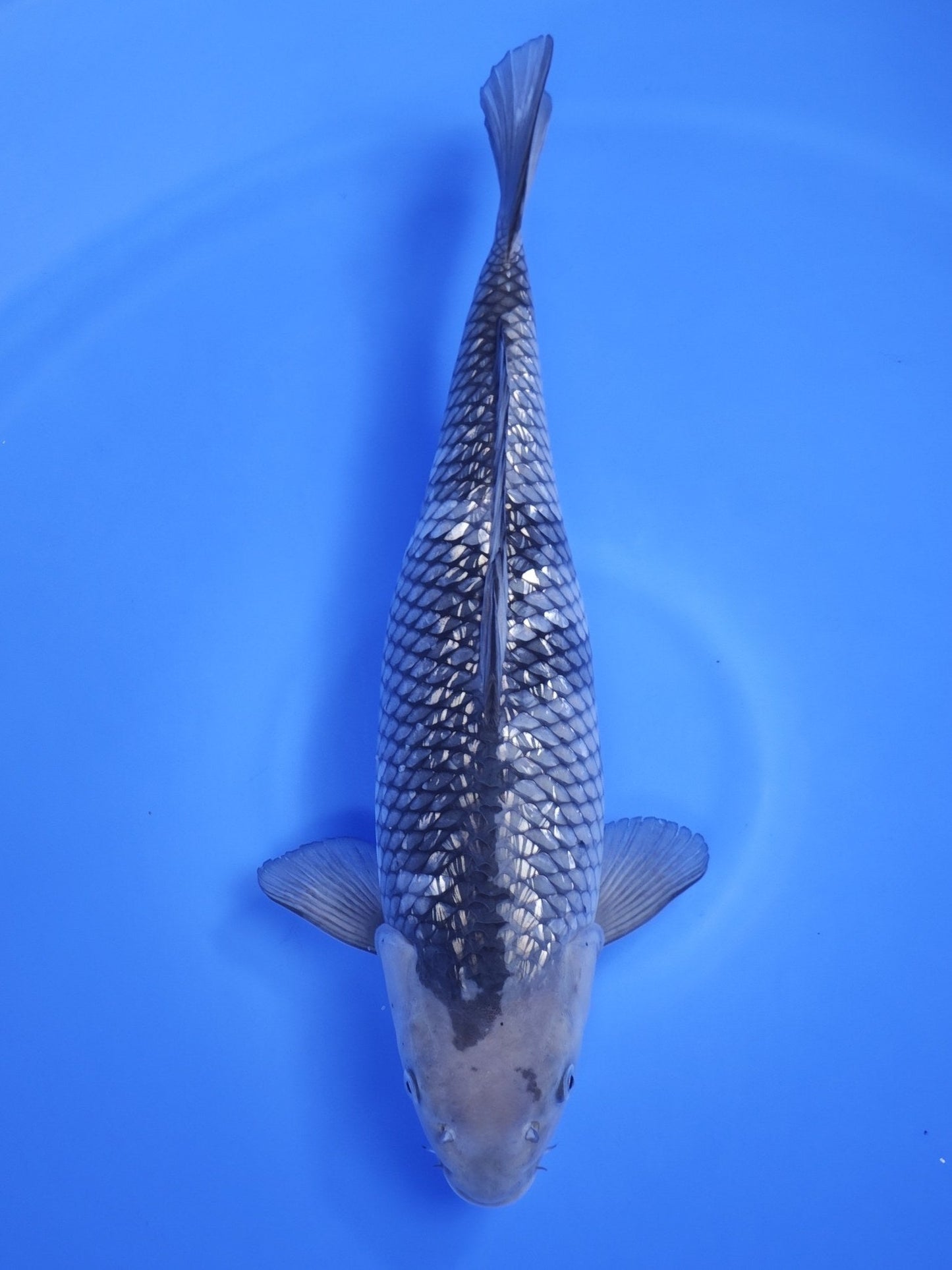 Koi fish for sale — 51 cm Taniguchi Ginrin Soragoi at ChampKoi