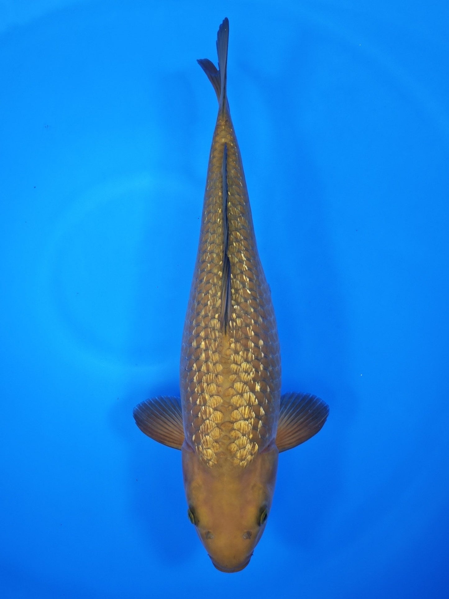 Koi fish for sale — 50 cm Ogata Ginrin Chagoi at ChampKoi