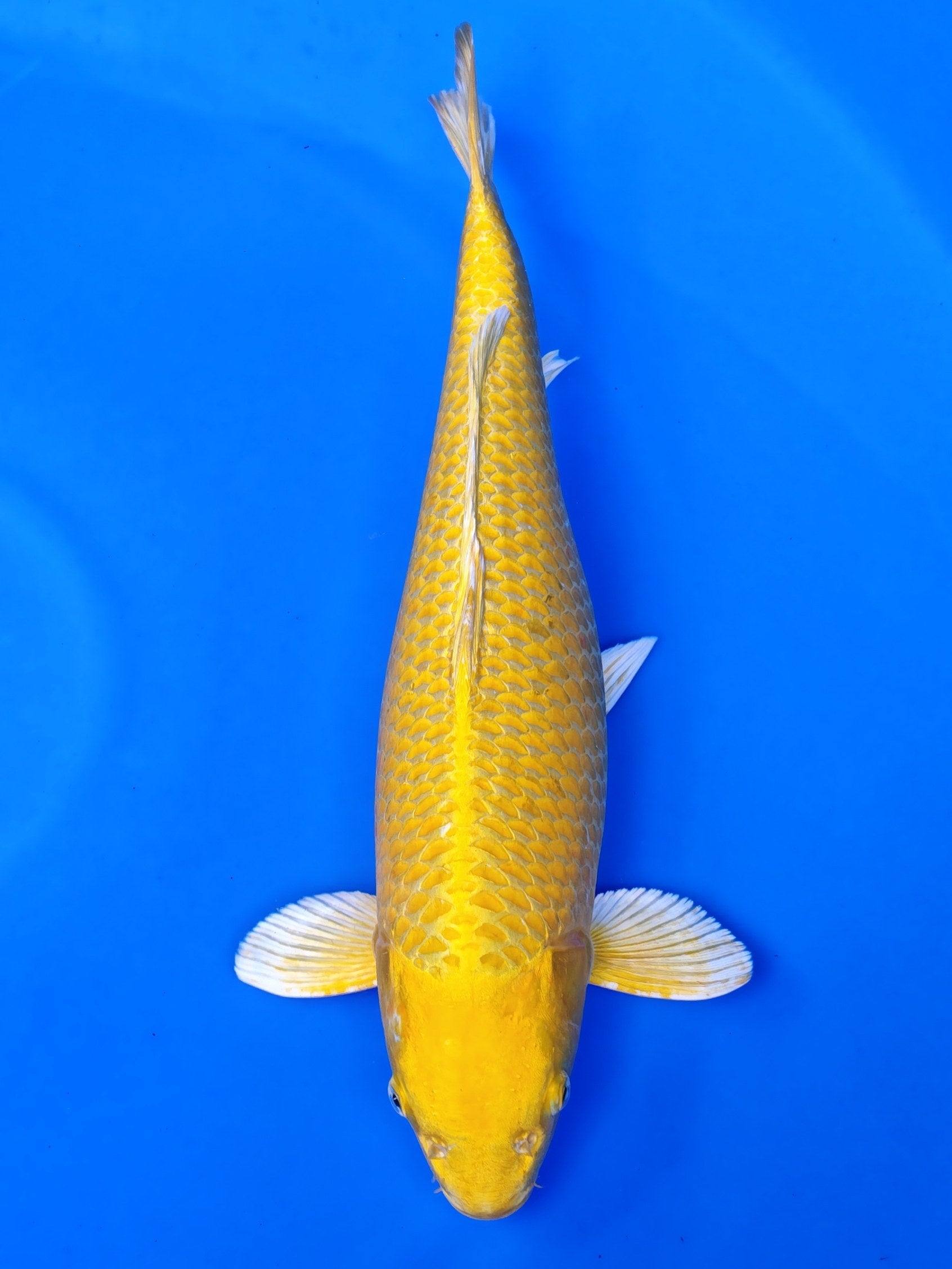 Koi fish for sale — 53 cm Ogata Yamabuki Ogon at ChampKoi