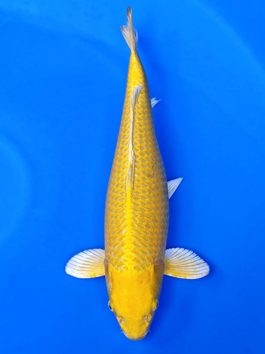 Koi fish for sale — 53 cm Ogata Yamabuki Ogon at ChampKoi