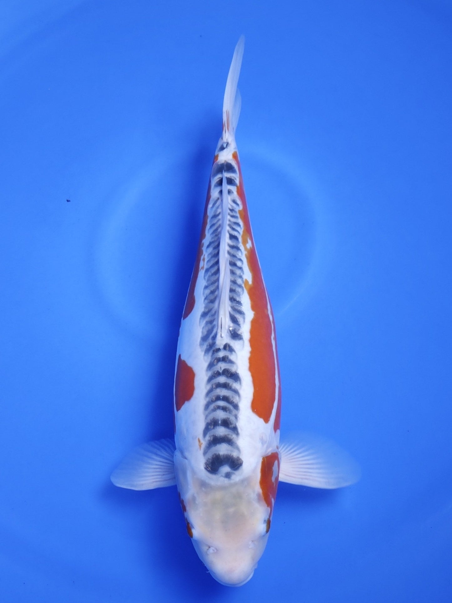 Koi fish for sale — 50 cm Ogata Shusui at ChampKoi