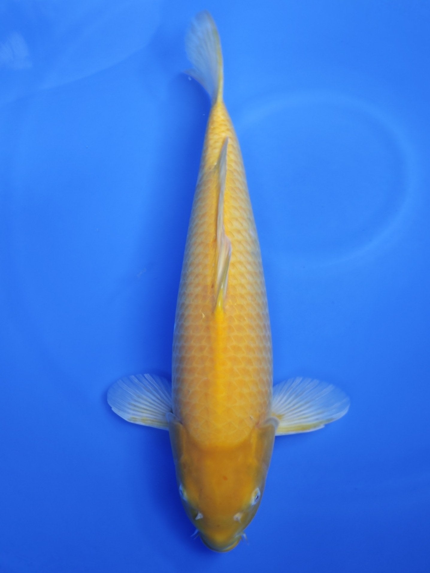 Koi fish for sale — 56 cm Ogata Karashigoi at ChampKoi