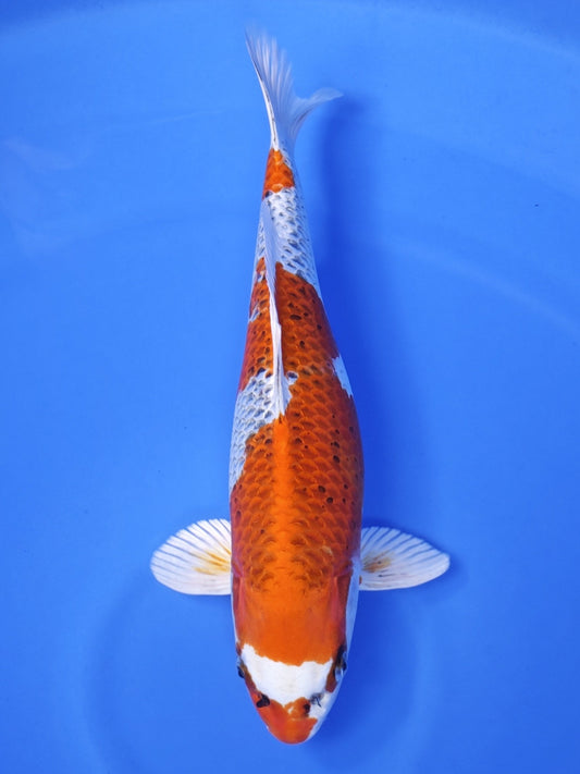 Koi fish for sale — 49 cm Ogata Kujaku at ChampKoi