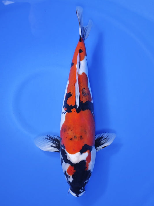 Koi fish for sale — 49 cm Ogata Doitsu Showa at ChampKoi