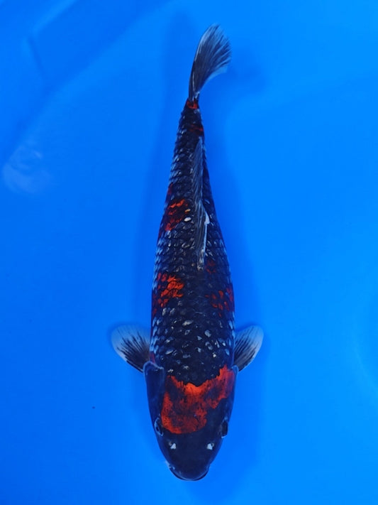 Koi fish for sale — 51 cm Ogata Goshike at ChampKoi