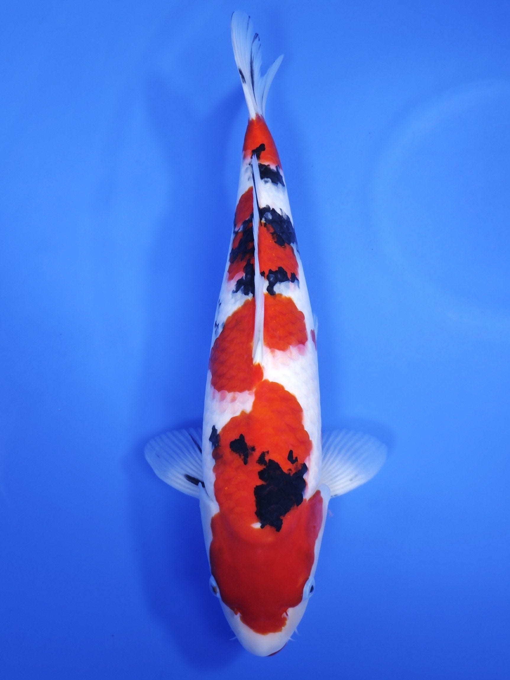 Koi fish for sale — 49 cm Ogata Sanke at ChampKoi